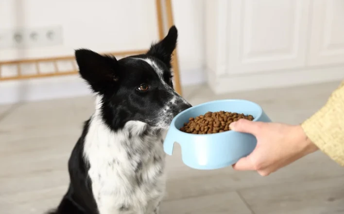Alimentación saludable y económica para tu mascota